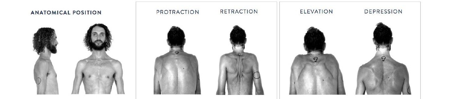 Photo series showing the four shoulder girdle movements protraction retraction elevation depression